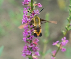 Hemaris affinis