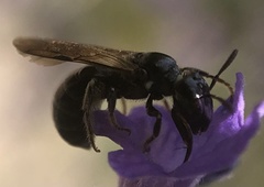 Ceratina