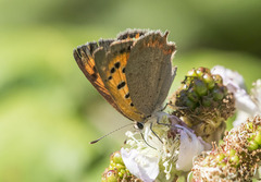 Lycaena phlaeas