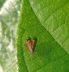 Tricyanaula aurantiaca