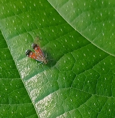 Tricyanaula aurantiaca