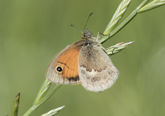 Coenonympha pamphilus