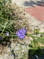 Cichorium intybus