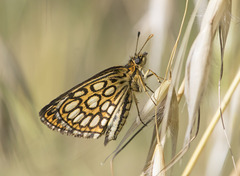Heteropterus morpheus