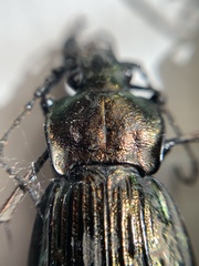 Eucarabus