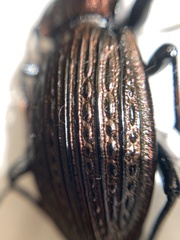 Eucarabus