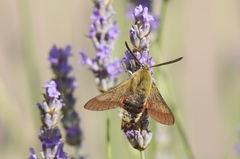Hemaris croatica