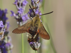 Hemaris croatica