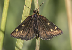 Heteropterus morpheus