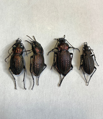 Eucarabus