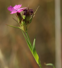 Dianthus balbisii liburnicus