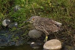 Nycticorax nycticorax obscurus