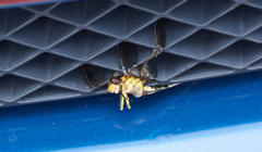 Libellula flavida
