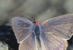 Lampides boeticus