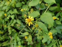 Wollastonia