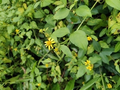 Wollastonia