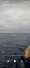 Physeter macrocephalus