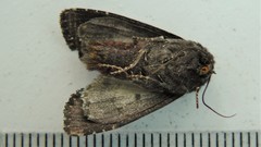 Melanchra assimilis