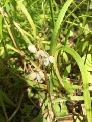 Pyrola asarifolia
