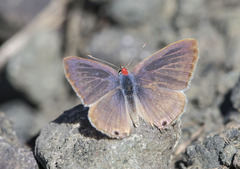 Lampides boeticus