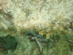 Ophiocoma echinata