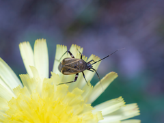 Closterotomus vicinus