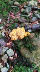 Favolaschia claudopus