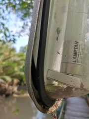 Chrysopelea ornata ornatissima