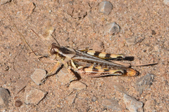 Melanoplus packardii