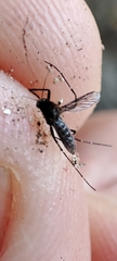 Aedes taeniorhynchus