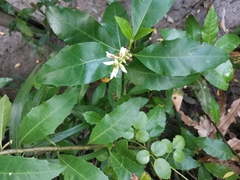 Acanthus ilicifolius