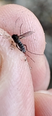 Aedes taeniorhynchus