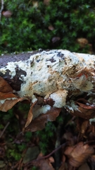 Steccherinum nitidum