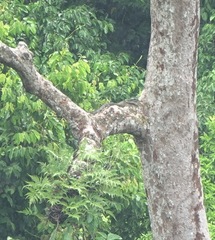 Varanus dalubhasa