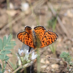 Melitaea latonigena