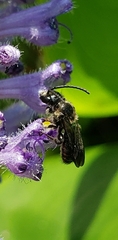 Dufourea novaeangliae