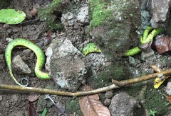 Trimeresurus flavomaculatus