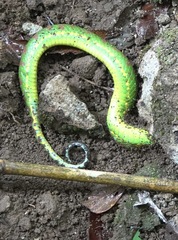 Trimeresurus flavomaculatus