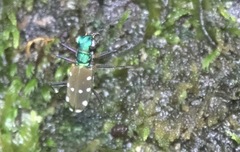 Cicindelina