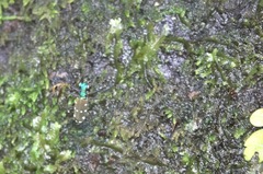 Cicindelina