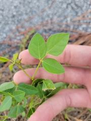 Desmodium laevigatum