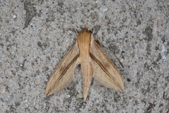 Xylophanes turbata