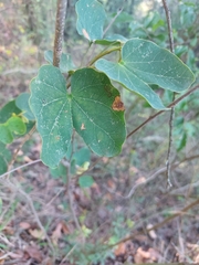 Bauhinia macranthera
