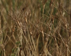 Aegilops neglecta
