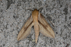 Xylophanes turbata