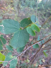 Bauhinia macranthera