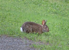 Sylvilagus floridanus