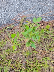 Desmodium laevigatum
