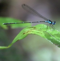 Risiocnemis serrata