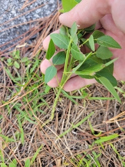 Desmodium laevigatum